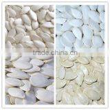 China Snow White Pumpkin Seeds Kernels With Best Price for Sale thumbnail-5