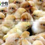 New Type ZM-264 Eggs Machine, Chicken Egg Incubator, Automatic Hatchery Machine thumbnail-5