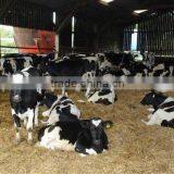 Healthy cows and Pregnant Holstein Heifers