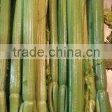Fresh Celery for Sale Good Quality thumbnail-3