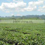 Green Tea in Moc Chau thumbnail-4