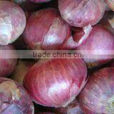 Fresh Phulkara Onion Crop From Pakistan