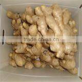 Air dry Ginger in plastic box