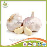Fresh Garlic Natural thumbnail-1