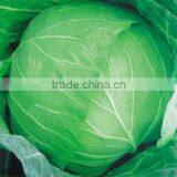 Green Cabbage Seed For Sale Cabbage-2 thumbnail-1