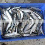 Frozen Sardines Whole Round With Cheap Price 100-150pcs /10kgs thumbnail-3