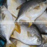 New Golden Pomfret on Sale thumbnail-1