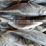 Land Frozen Horse Mackerel BQF 6-8pcs/kg thumbnail-1