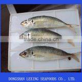 Frozen Horse Mackerel thumbnail-1