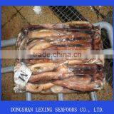 Illex Squid Whole Round for Tuna Bait