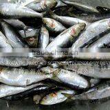 Export Wholesale Sardines For Can thumbnail-1