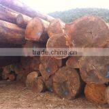 ANISOPTERA ROBUSTA LOGS FROM LAOS