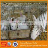 Professional Rabbit Farming Cage Popular ISO Certification