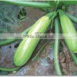 XH Fresh Green Spring Hybrid Zucchini Seeds