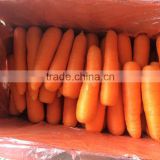 2016 crop Chinese fresh carrot high quality for sale