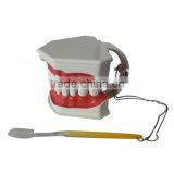 Handmade Plastic Dental Jaws Human Teeth Model thumbnail-2