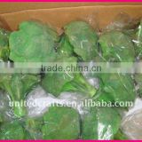 NEW ARRIVAL HOT SELLING-2011 New Design Most Popular Natural vegetable decoration