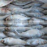 FROZEN SARDINE FISH thumbnail-1