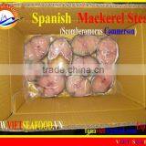 FROZEN SPANISH MACKEREL STEAK thumbnail-1