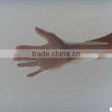 Protect Vinyl Gloves thumbnail-1