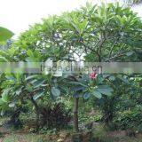 Plumeria Rubra Potted Size thumbnail-1