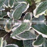 Ledebouria Maculata Variegated thumbnail-1