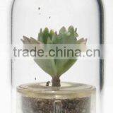 Plant Pet and Mini Plant thumbnail-1