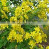 CALCIUM SENNOSIDES EXTRACT thumbnail-2