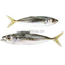 Land Frozen Small Eye Horse Mackerel Fish thumbnail-3