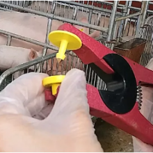 Two-piece Button Ear Tag for Cattle/Cow/Pig Printing Available on Male and Female thumbnail-4