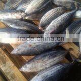 Brine Frozen Skip Jack Tuna Whole Round on Board thumbnail-4