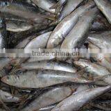 good quality frozen sardine