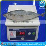 Mackerel Frozen on Land on Board