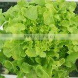 Organic Fresh Lettuce thumbnail-1