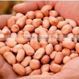 Shandong cheap high quality large size baisha peanuts