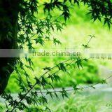 Front Printing Backlit Film thumbnail-1