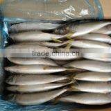 Size 200-300g/pcs Whole Round Frozen Pacific Mackerel
