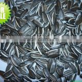 Chinese sunflower seeds in shell