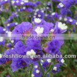 High Grade Fresh Cut Myosotis Sylvatica Flowers thumbnail-3