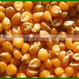 Popular Agricultural Corn Thresher Machine Hot Sale thumbnail-6