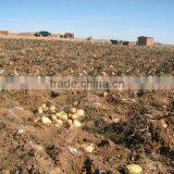 DAYU Potato Drip Tape CE&SGS Certificate thumbnail-4