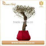 Fabric Polyester Grow Bag, Black Fabric Polyester Grow Bags thumbnail-5