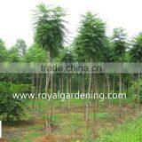 Jacaranda Mimosifolia Tropical Trees