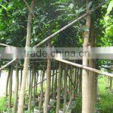 Mangifera Indica Potted Trees thumbnail-1