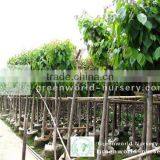 Lagerstroemia Speciosa for Hot Climate thumbnail-1