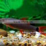 Rainbow Shark Fish/Ornamental Fish Thailand thumbnail-6
