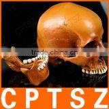 Human Resin Skull Model for Halloween thumbnail-3