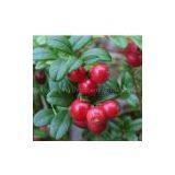 Lingonberry Fruit Powder thumbnail-1