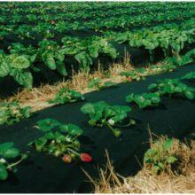 Agriculture Non Woven Fabric thumbnail-3