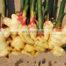 Chinese Frozen Ginger New Nutritional Supplements Iqf Frozen Ginger Slice Different Type Cube Dice Slice of Chinese Factory thumbnail-2